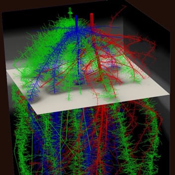 Forrajeo de raíces y rendimiento en policultivos de maíz/frijol/calabaza