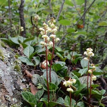 Biogeografía de taxones circumboreales de Pyrola