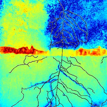 Approche multi-imagerie pour étudier l'interface racine-sol