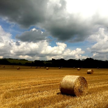Intensificación sostenible en sistemas agrícolas (Revisión invitada)