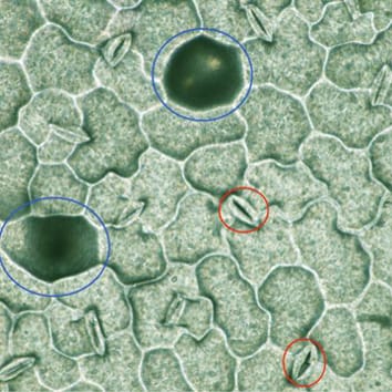 Determinantes genéticos de la conductancia estomática