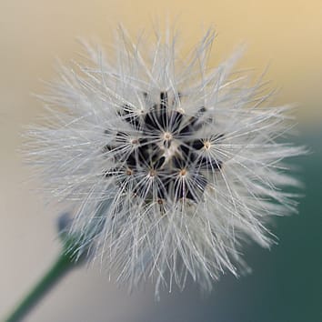 Mapas de ligamiento genético para especies apomícticas de Hieracium