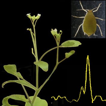 Répulsion des pucerons chez arabidopsis surexprimant FPS2