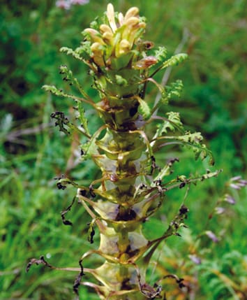L'eau de pluie dans les bractées cupulées repousse les herbivores de graines dans une fleur alpine pollinisée par les bourdons