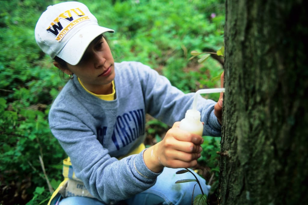 How American should an American Chestnut be?