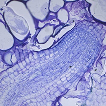 Control del enraizamiento adventicio y xilogénesis en arabidopsis