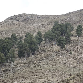 Cambio climático y formación de madera