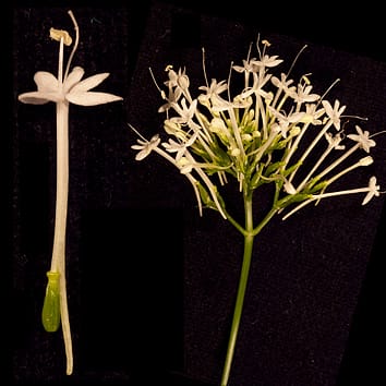 Desarrollo de espolones de pétalos en Centranthus