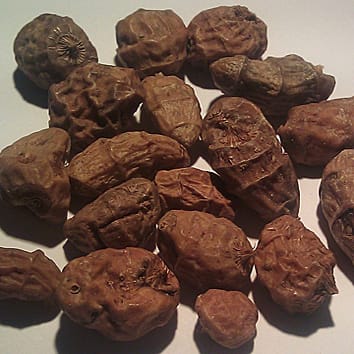 Filogenia y evolución de Cyperus esculentus