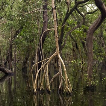 Biomécanique des rhizophores dans les mangroves à Rhizophora