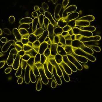 Imagerie in vivo de la kinase du récepteur S-locus chez Arabidopsis