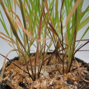Brachypodium comme modèle de maladie pour les céréales (Revue invitée)