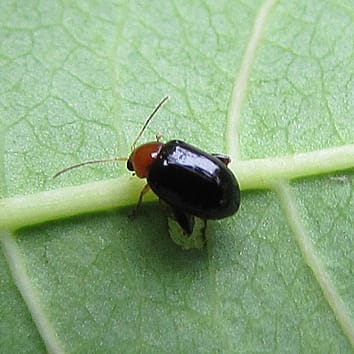 Néctar extrafloral y herbivoría por encima y por debajo del suelo