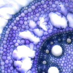 Mécanismes de formation d'aérenchyme induite par l'éthylène