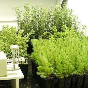 Les arbres à croissance rapide dépendent des réserves pour une nouvelle croissance printanière