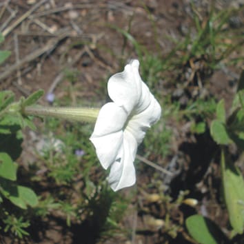 Dispersión de polen y estructura de reproducción en Petunia