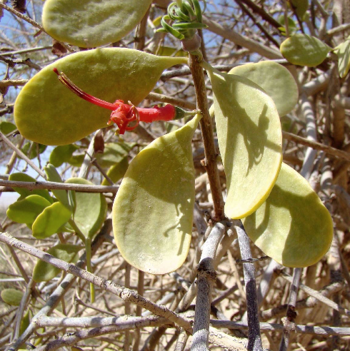 NÚMERO ESPECIAL: Fisiología y ecología de las halófitas: plantas que viven en ambientes ricos en sal
