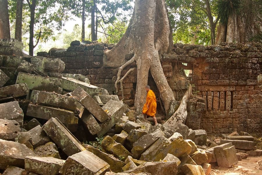Raíces en Ta Prohm
