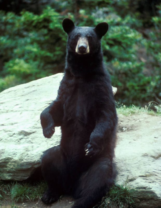 So that’s what bears do in the woods!