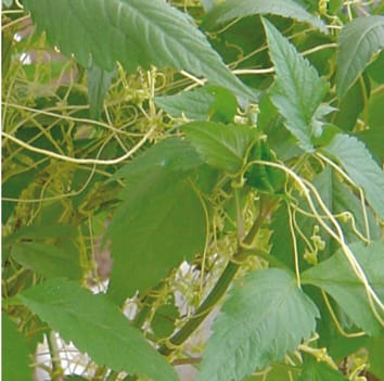 Les effets d'une plante parasite indigène sur un envahisseur exotique diminuent avec l'augmentation de l'âge de l'hôte