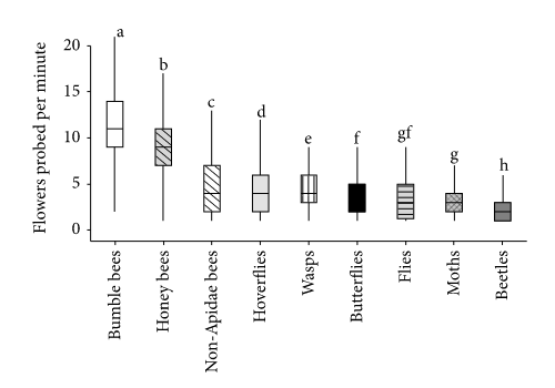 Velocidades de forraje de insectos, con abejorros más rápido.