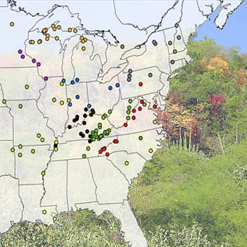 Cómo las especies de árboles llenan el espacio geográfico y ecológico