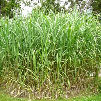 Tolérance au froid de la photosynthèse C4 chez Miscanthus