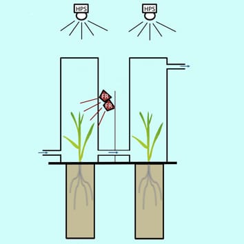Calidad de la luz, emisiones volátiles e interacciones planta-planta