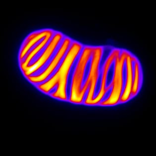 Biologie cellulaire de la lignification chez les végétaux supérieurs