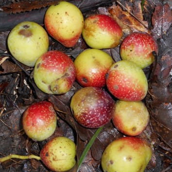 Alta diversidad molecular en especies raras de Sorbus domestica europeas