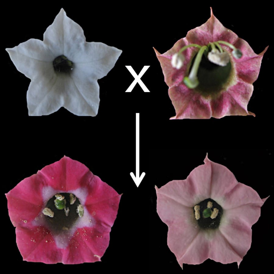 Évolution de la couleur florale chez les polyploïdes Nicotiana