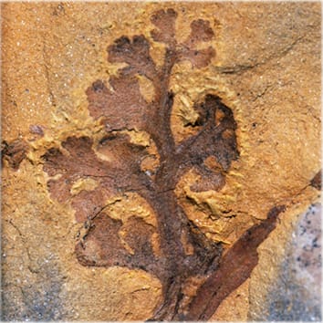 Évolution des feuilles chez les fougères à divergence précoce