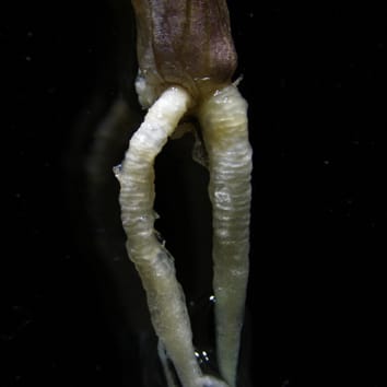 Translocación de cadmio por raíces contráctiles