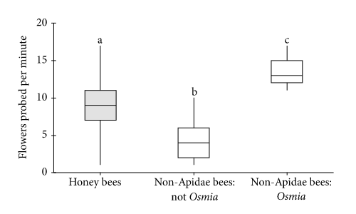 Las abejas Osmia superan significativamente a otras abejas que no son Apidae.