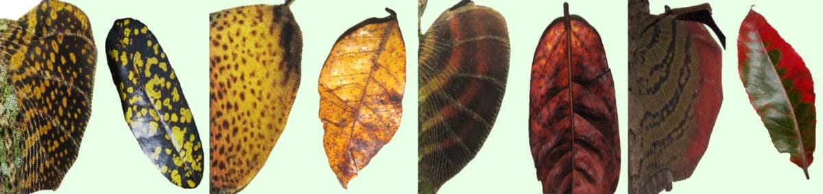 On dirait que les lézards ressemblant à des feuilles vivent plus longtemps