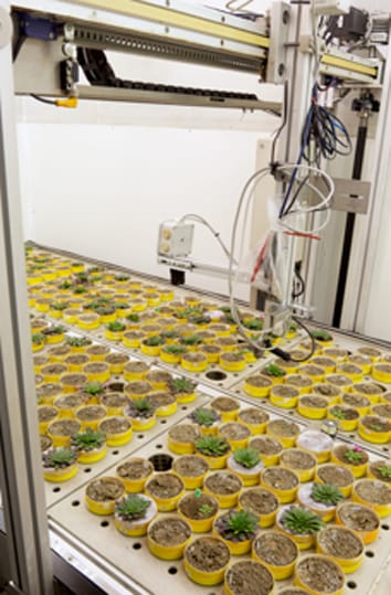 Prueba de modelos para el espectro económico de la hoja con características de la hoja y de toda la planta en Arabidopsis thaliana