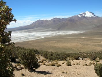 Respuestas fotosintéticas de árboles en bosques de altura: Comparación de especies siempreverdes a lo largo de un gradiente de elevación en los Andes Centrales