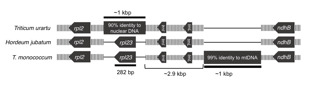 Filogenómica de plástidos de la subfamilia de pastos de estación fría: aclaración de las relaciones entre tribus divergentes tempranas
