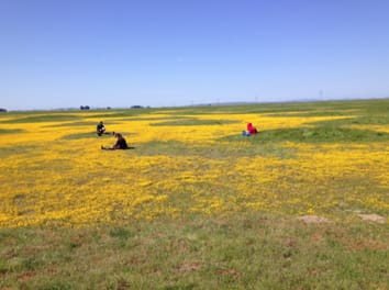 Las comunidades de plantas en sitios hostiles están menos invadidas: un resumen de las observaciones y las explicaciones propuestas