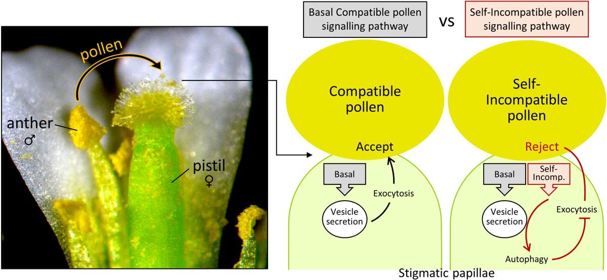 Models for the acceptance of compatible pollen and the rejection of self-incompatible  pollen in Arabidopsis species.