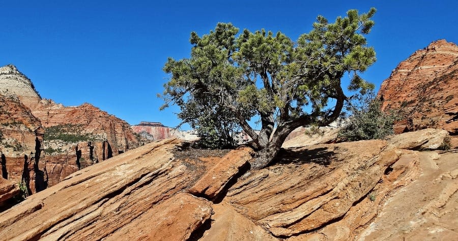 Some trees might have adapted to cope with embolisms instead of preventing them