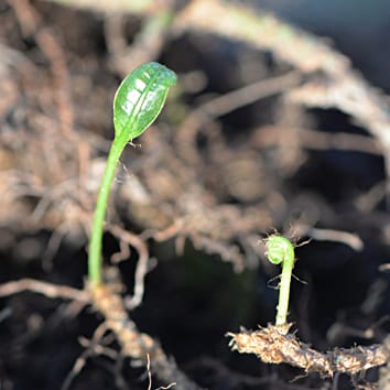 Intégration clonale dans le couvert forestier vs sous-étage forestier