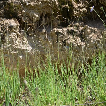 Orinus como caso de estudio para la delimitación de especies en plantas