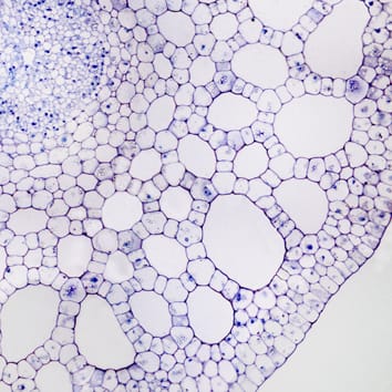 PCD lysigène et aérenchyme formé de manière schizogène