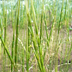 Clasificación de flujo de cromosomas del genoma C de Aegilops