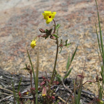 Génétique de la diversité des formes foliaires dans un complexe d'espèces de Mimulus