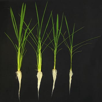 El aluminio alivia la toxicidad del manganeso al reducir su disponibilidad