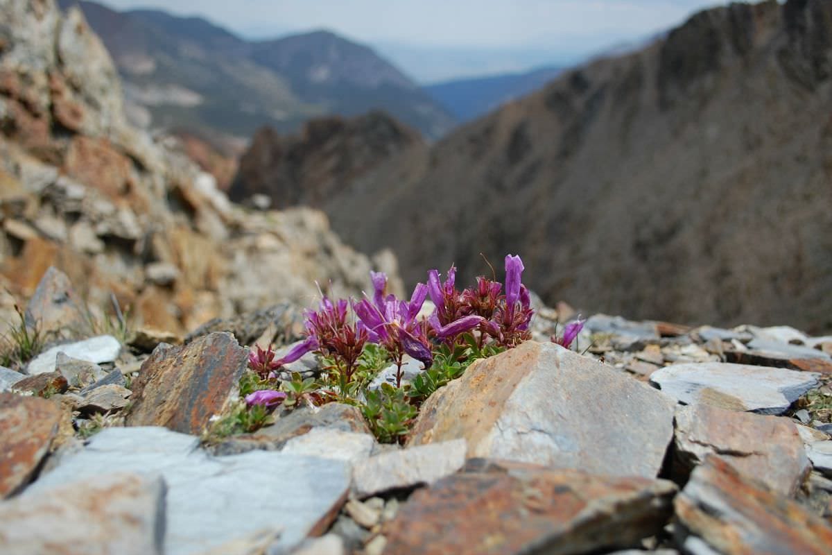 Puntos críticos de endemismo como refugios para el cambio climático: una edición especial de  Annals of Botany