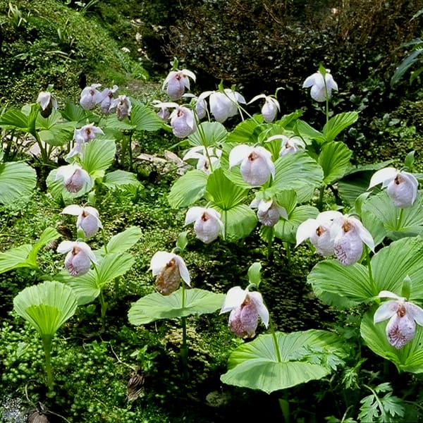 Acide abscissique et développement des graines chez une orchidée sabot