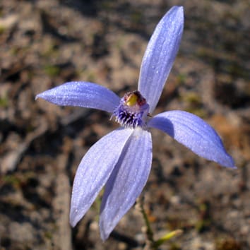 Hongos micorrízicos y distribución de orquídeas especializadas
